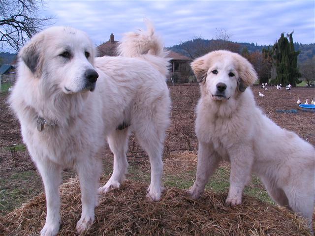 Ami and little Reina Great Pyrenees Dogs