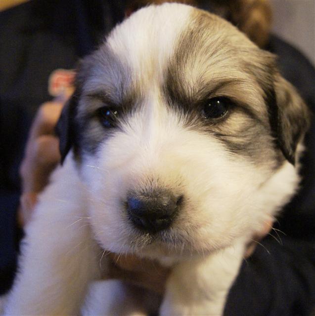Great Pyrenees Puppy Available