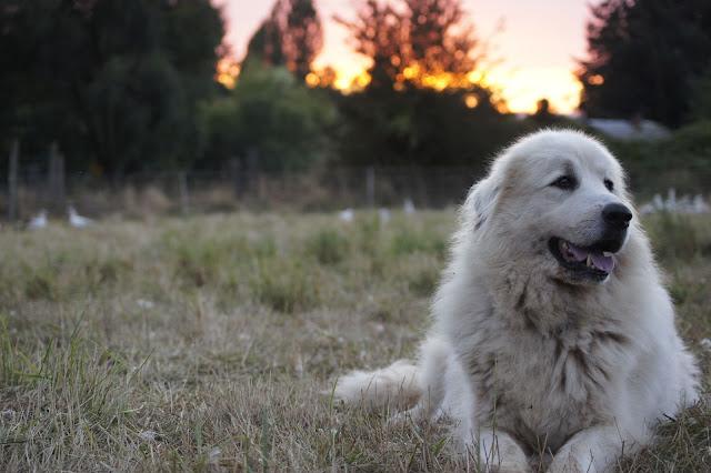 great pyrenees livestock guard dog at boondockers farm