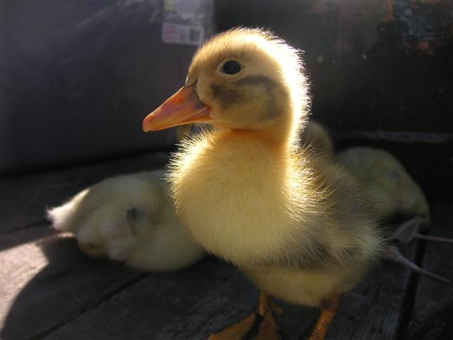 Raising ducklings to ducks - Boondockers Farm